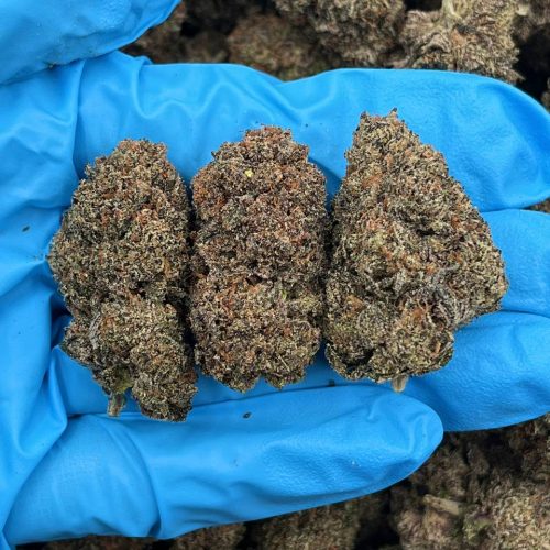 NUGGY GELATO - MC915NG