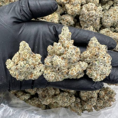 NUGGY GELATO - MC915NG