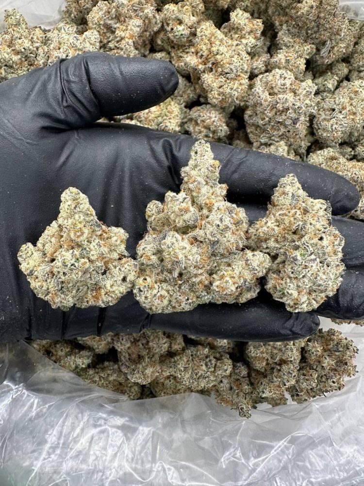 NUGGY GELATO - MC915NG
